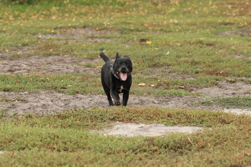 Bine´s Patterdale - Patterdale Terrier Gundel