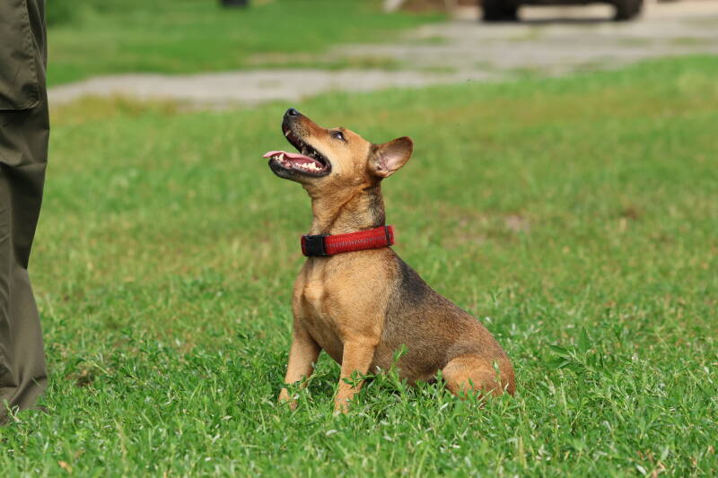 Bine´s Patterdale - Bine´s  Alma