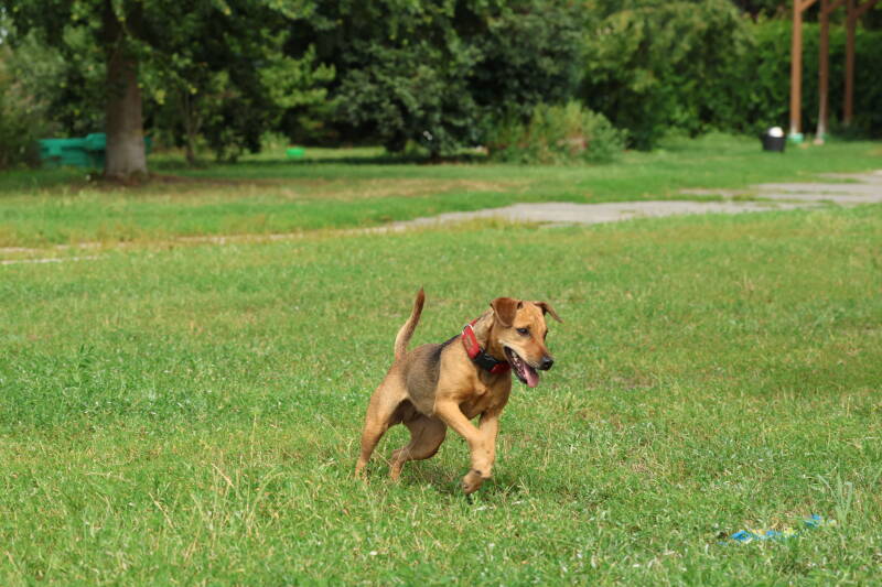 Bine´s Patterdale - Bine´s Alma
