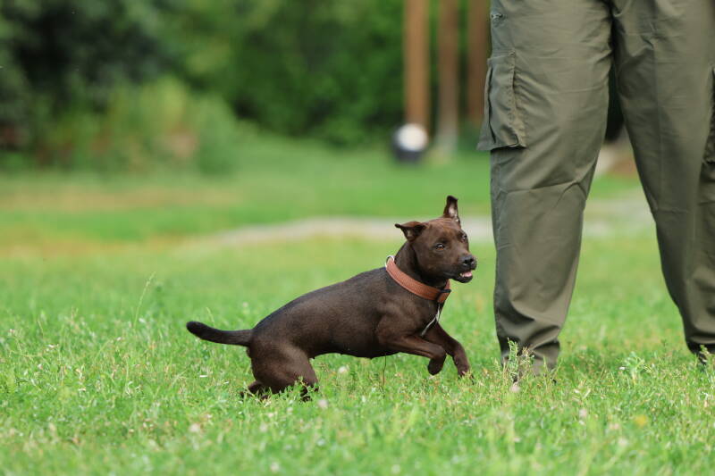 Bine´s Patterdale - Bine´s Feely