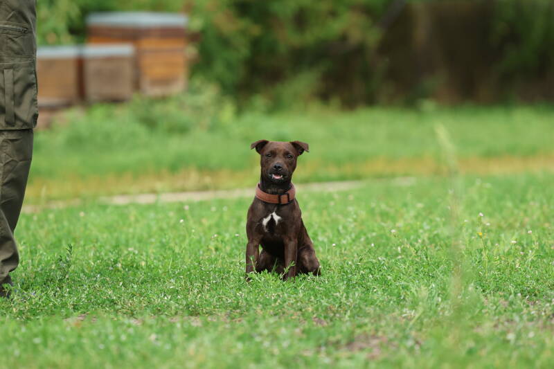 Bine´s Patterdale - Bine´s Feely
