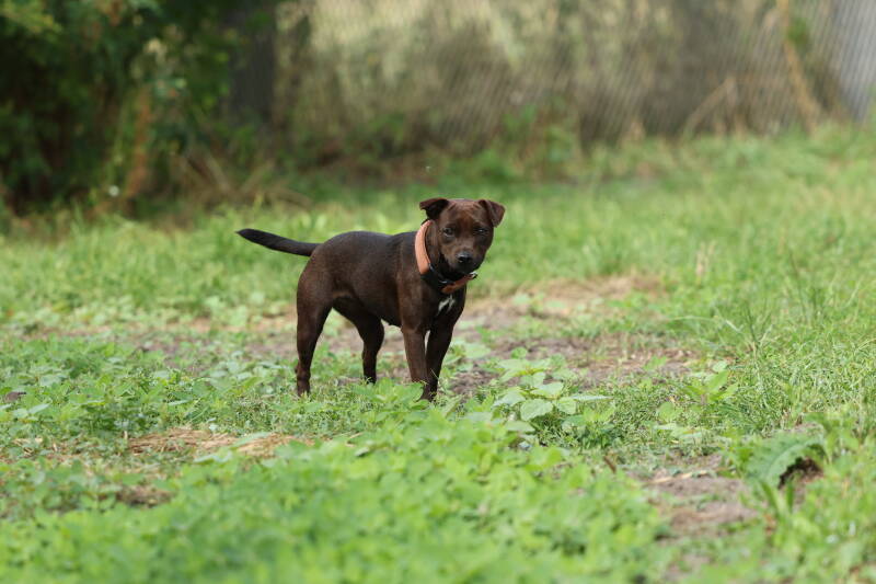 Bine´s Patterdale - Bine´s Feely