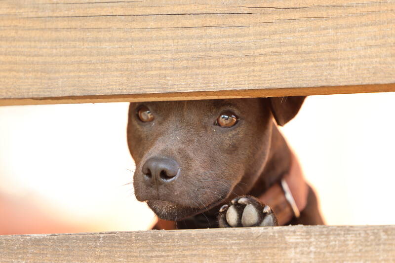 Bine´s Patterdale - Bine´s Feely