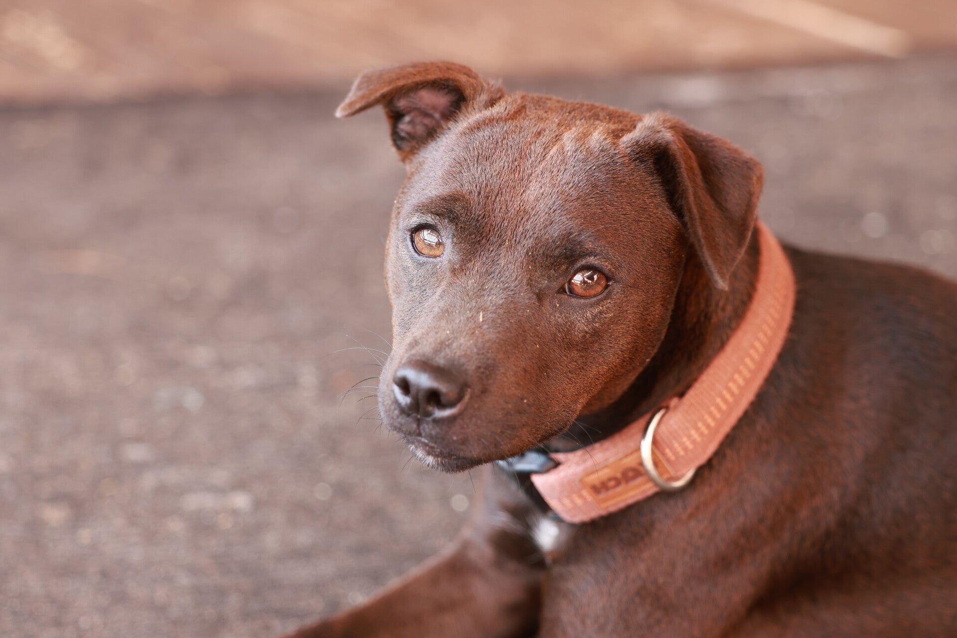 Bine´s Patterdale - Bine´s Feely