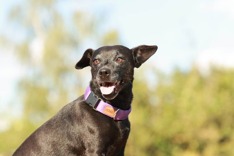 Patterdale Terrier Klärchen