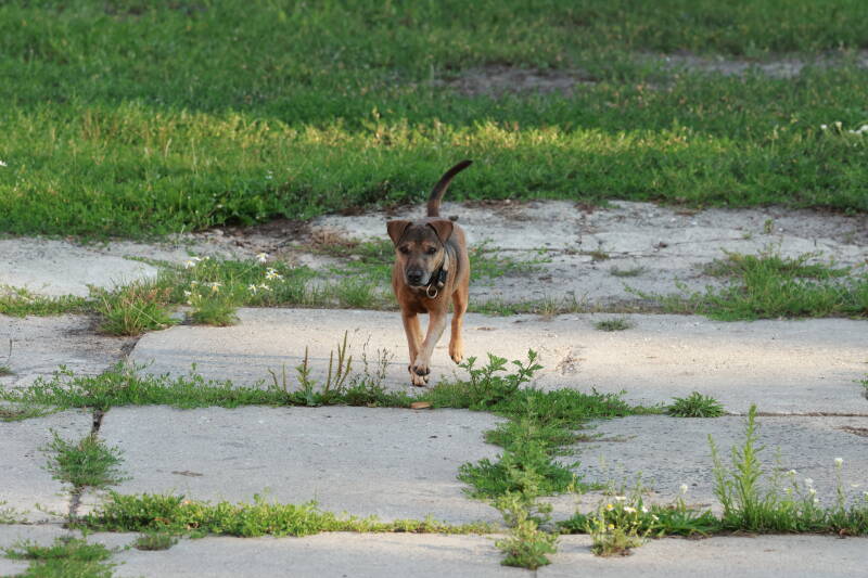 Bine´s Patterdale - Patterdale Terrier Ben 