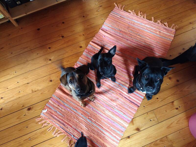 Bine´s Patterdale - Patterdale Terrier Gundel + Ben + Klärchen