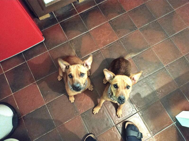 Bines Patterdale - Bine´s Alma + Abby
