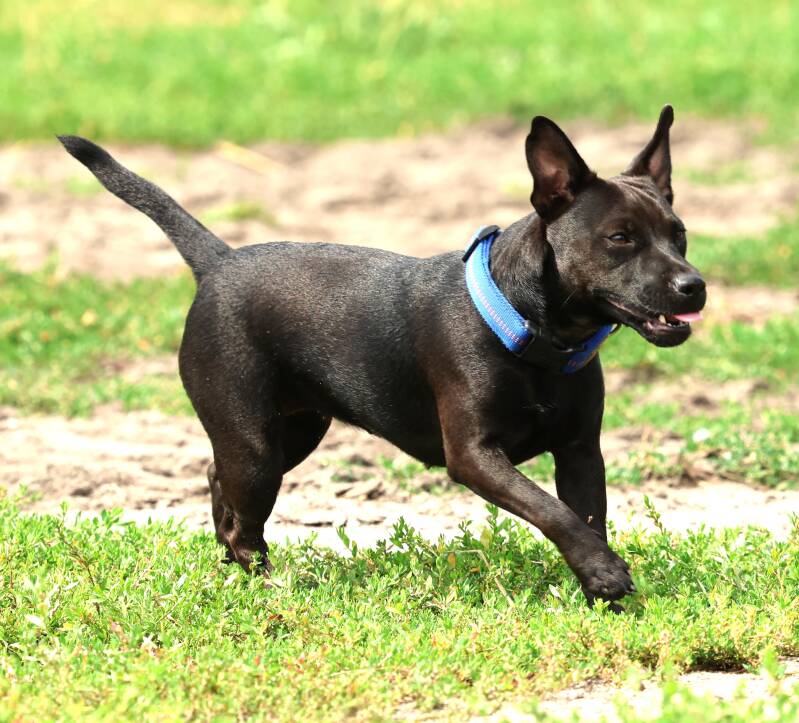 Bine´s Patterdale - Bine´s Bea