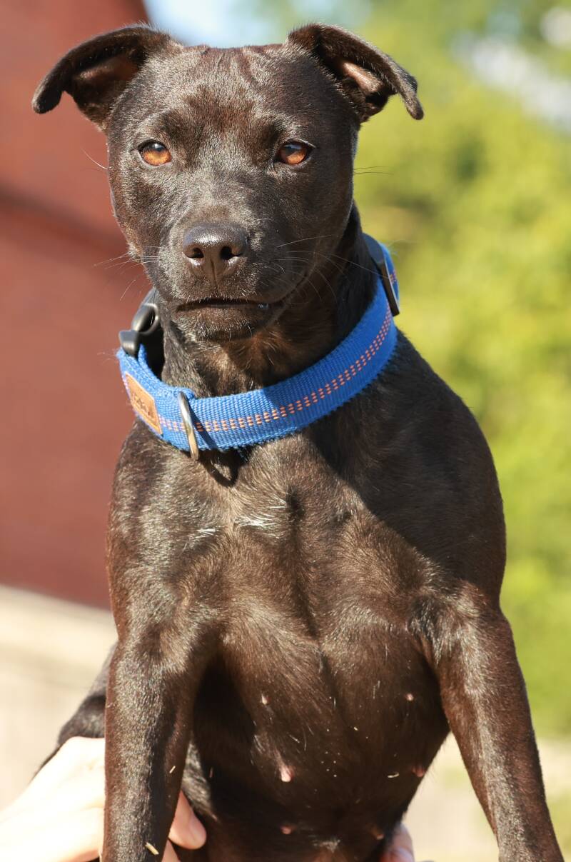 Bine´s Patterdale - Bine´s Bea