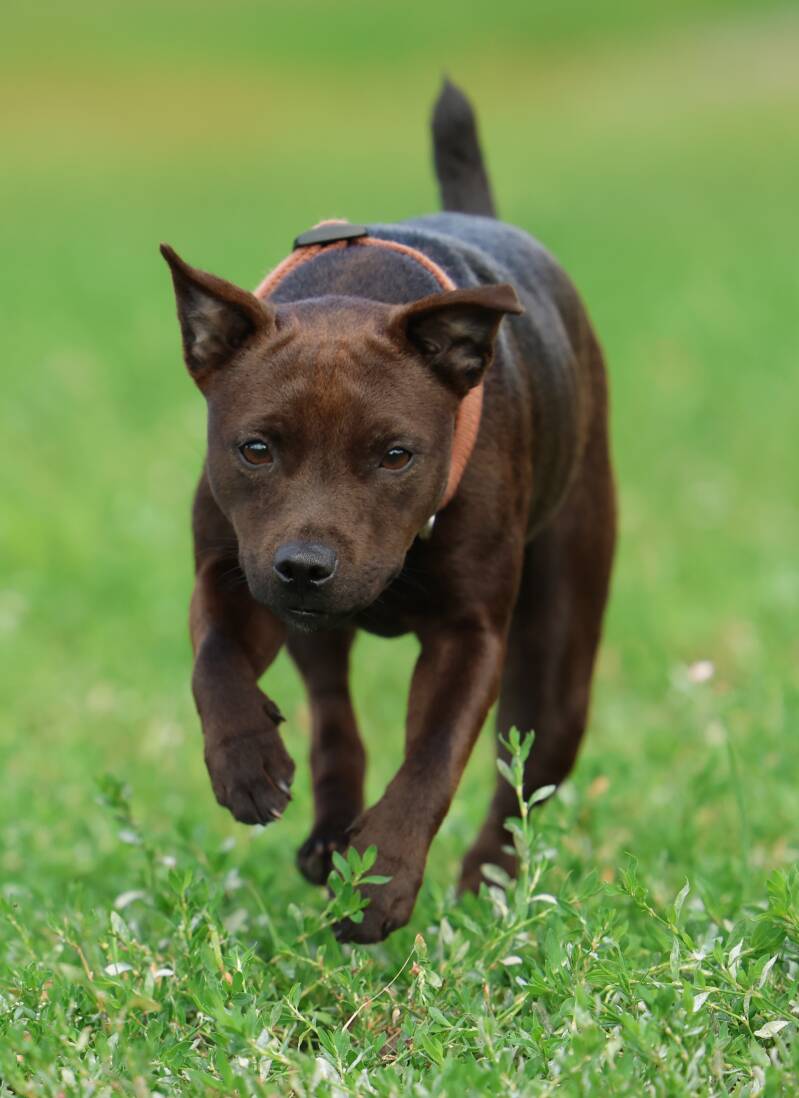 Bine´s Patterdale - Patterdale Terrier Feely