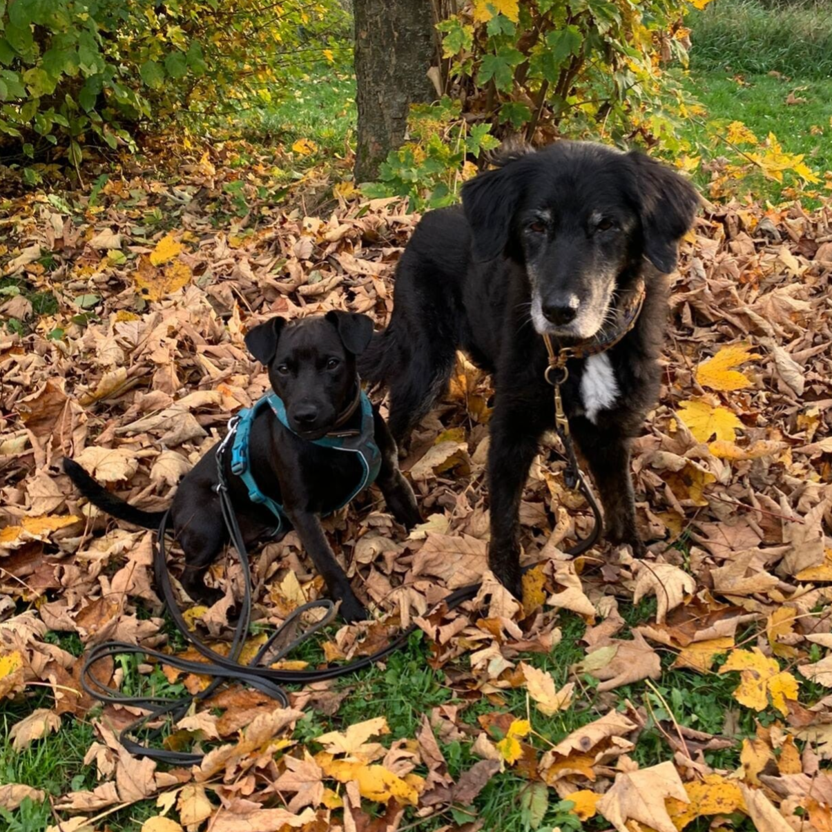 Bine´s Patterdale Arne