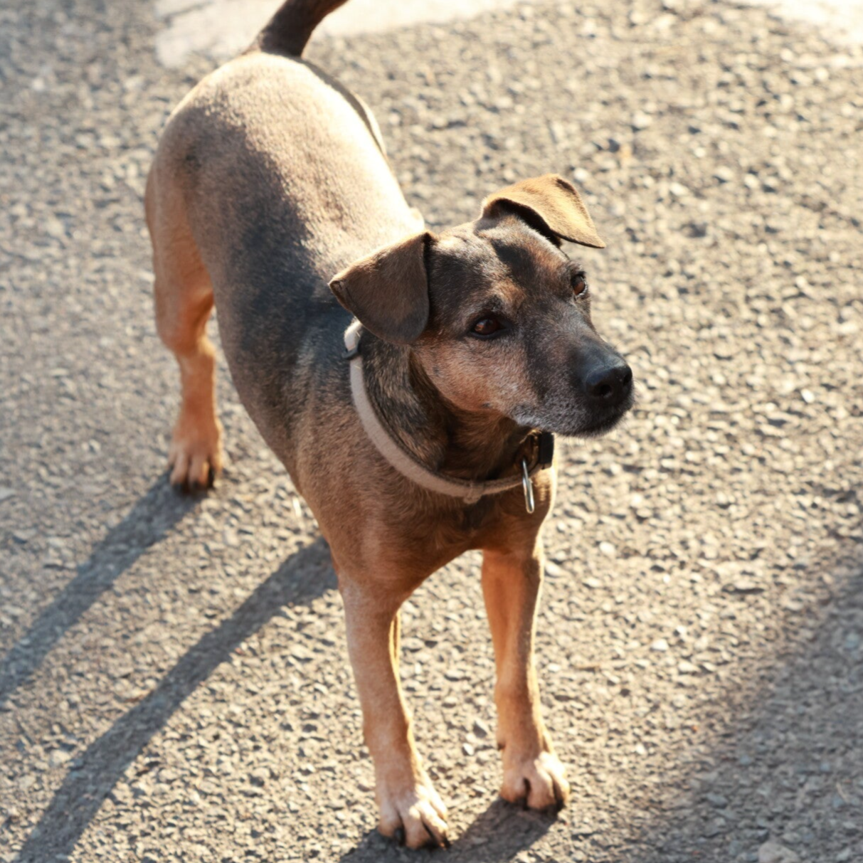 Bine´s Patterdale - Patterdale Terrier Ben 