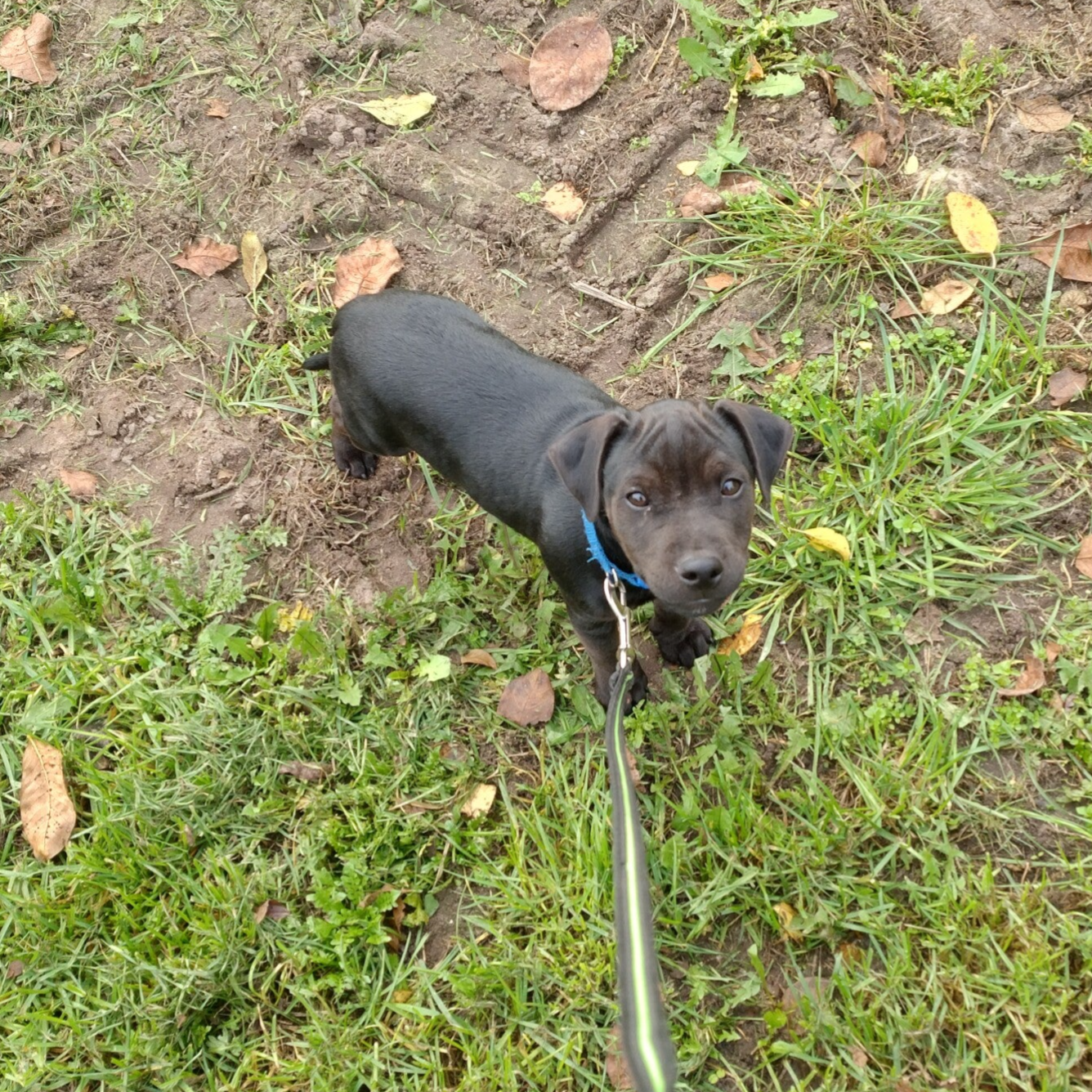 Bine´s Patterdale - Welpen Patterdale Terrier