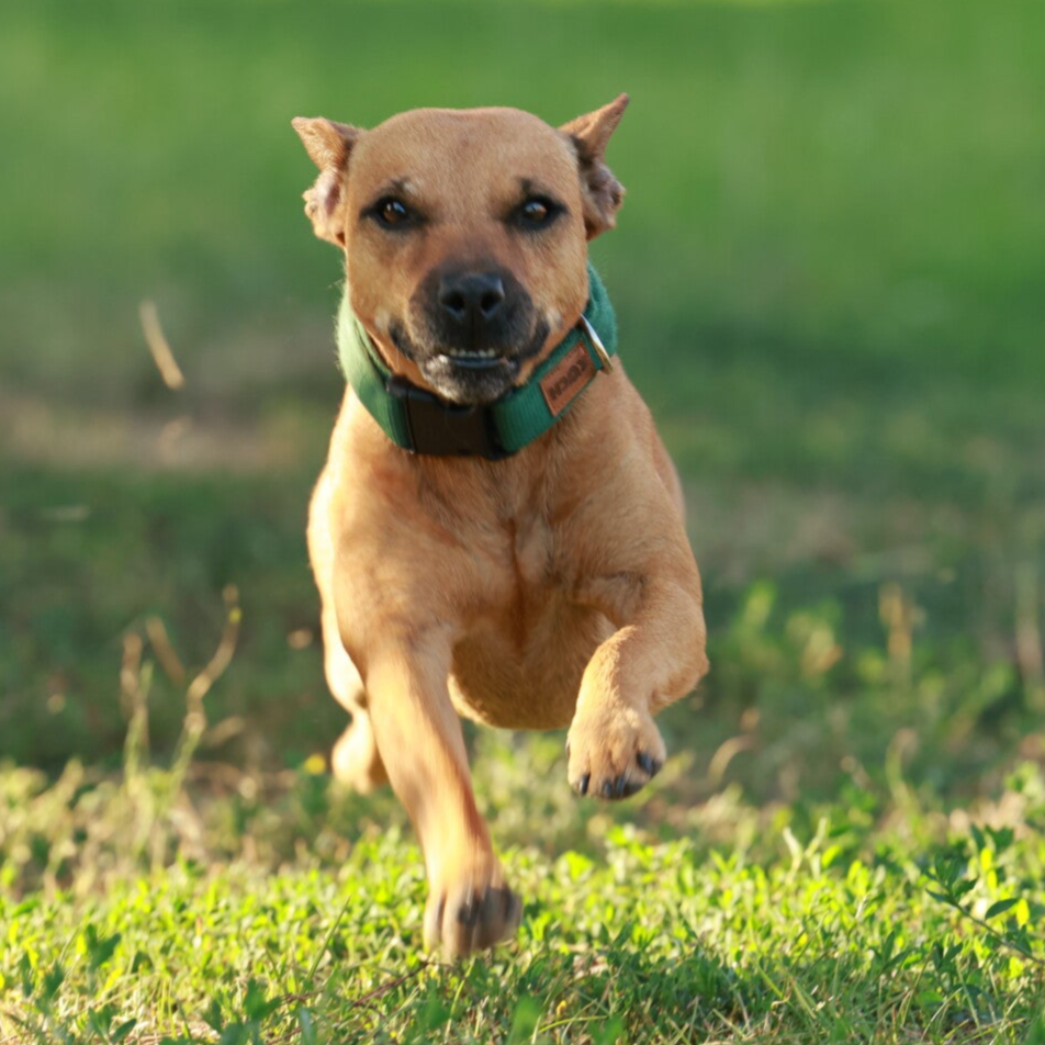 Bine´s Patterdale - Patterdale Terrier Abby