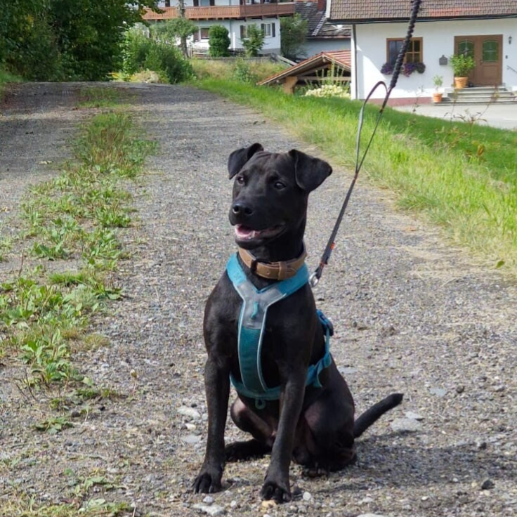 Bine´s Patterdale Arne