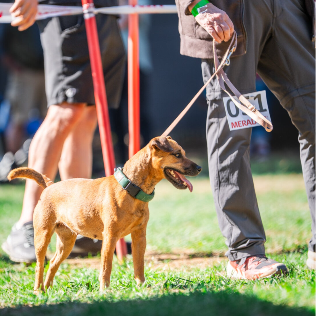 Bine´s Patterdale - Patterdale Terrier Festival