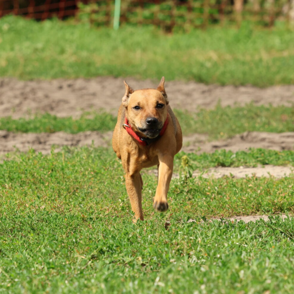 Bine´s Patterdale - Bine´s Alma
