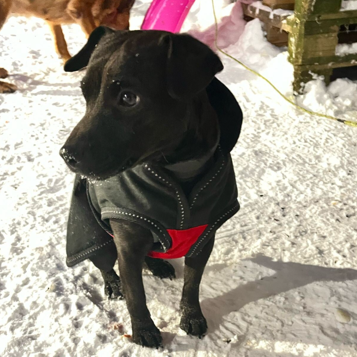 Bine´s Patterdale Alexa 