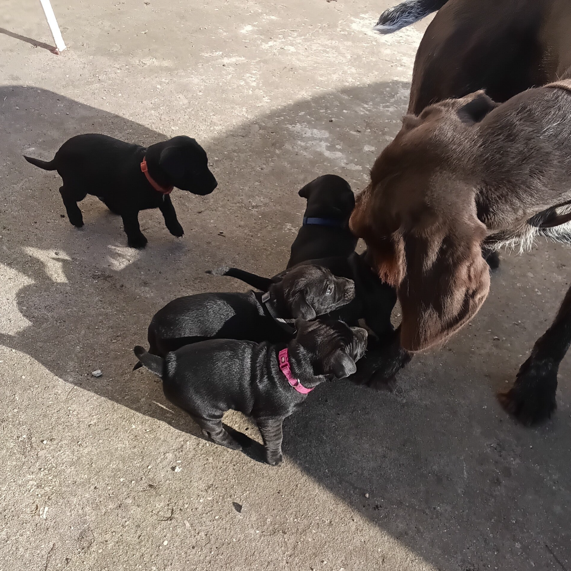 Bine´s Patterdale - Welpenaufzucht