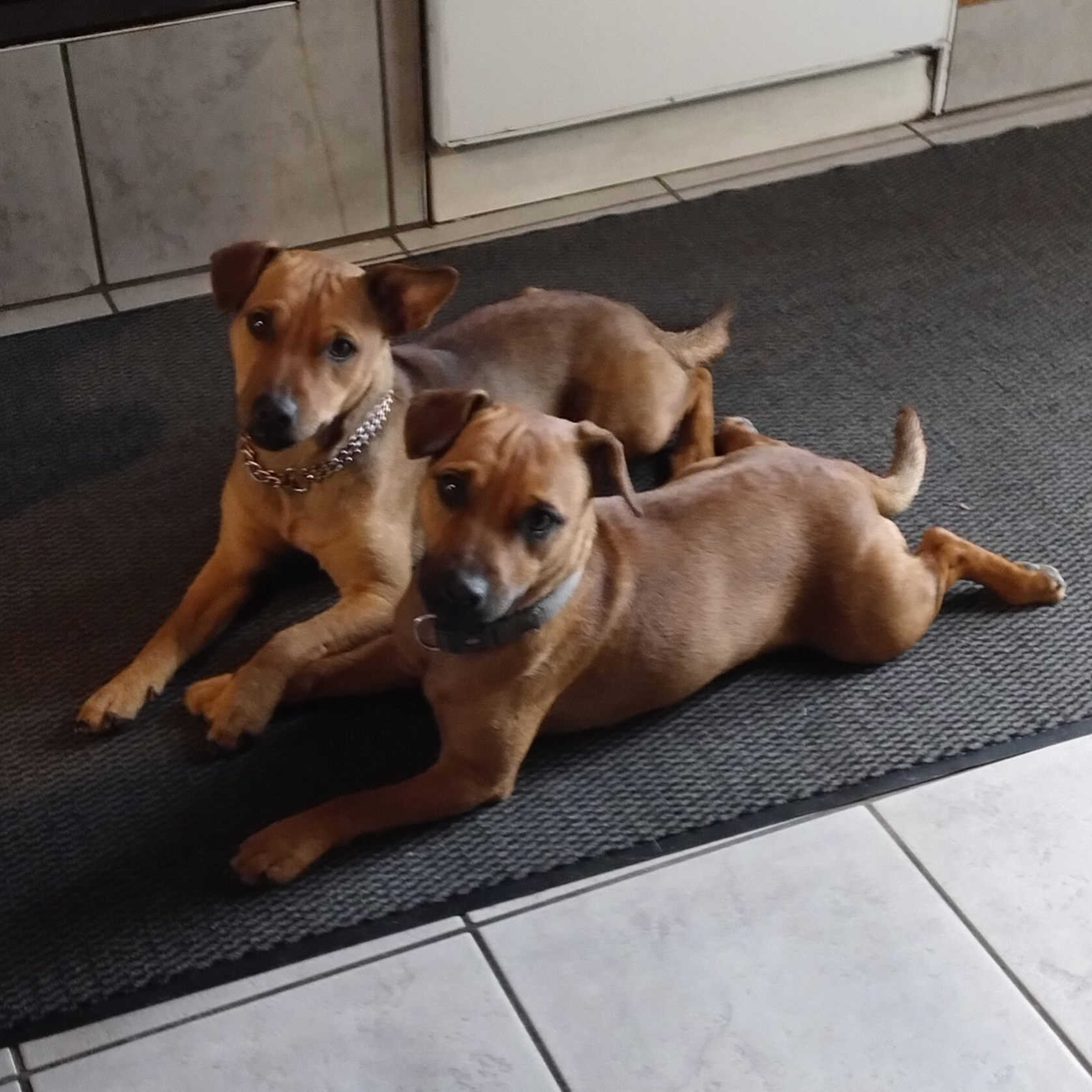 Bine´s Patterdale - Bine´s Alma + Abby