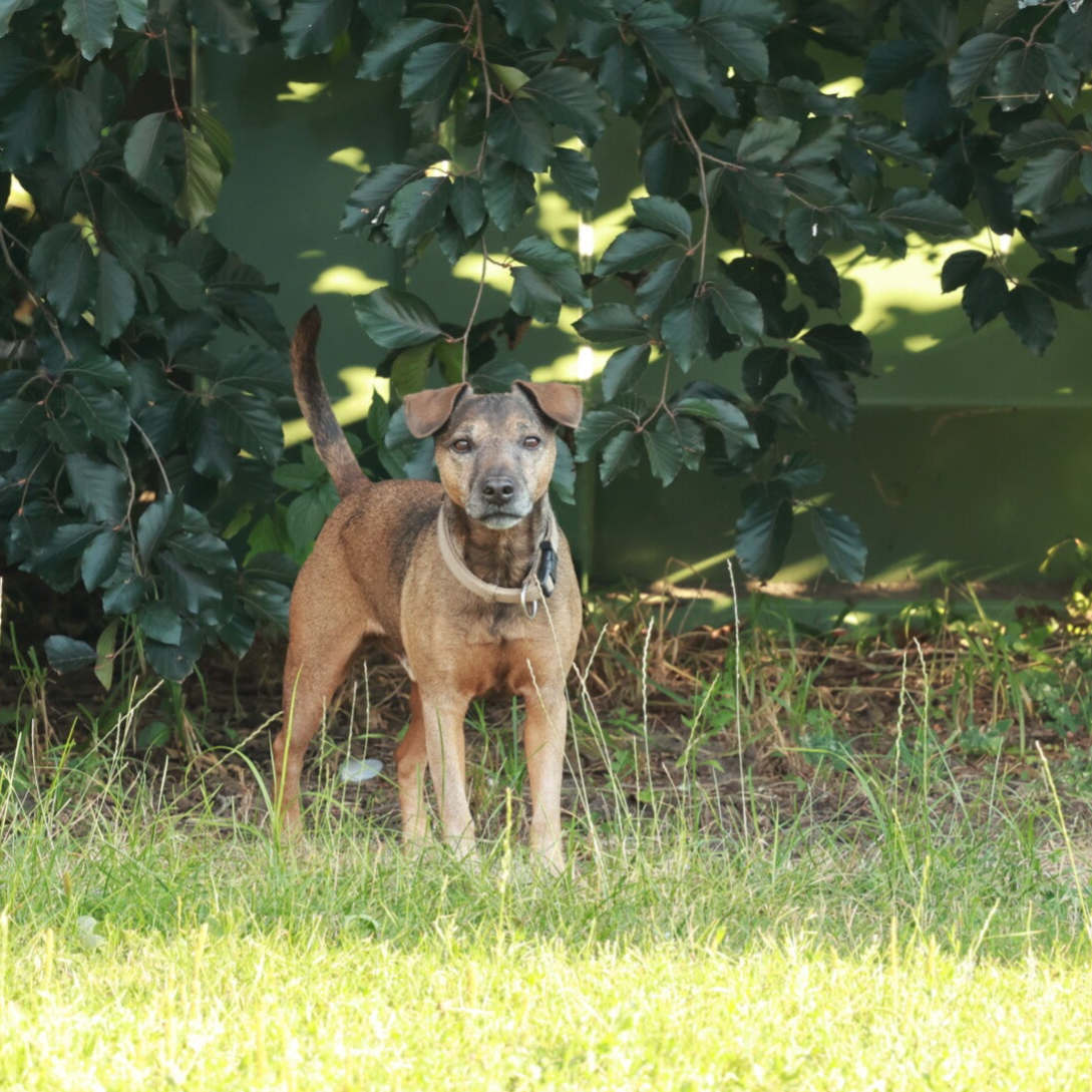 Bine´s Patterdale - Patterdale Terrier Ben 