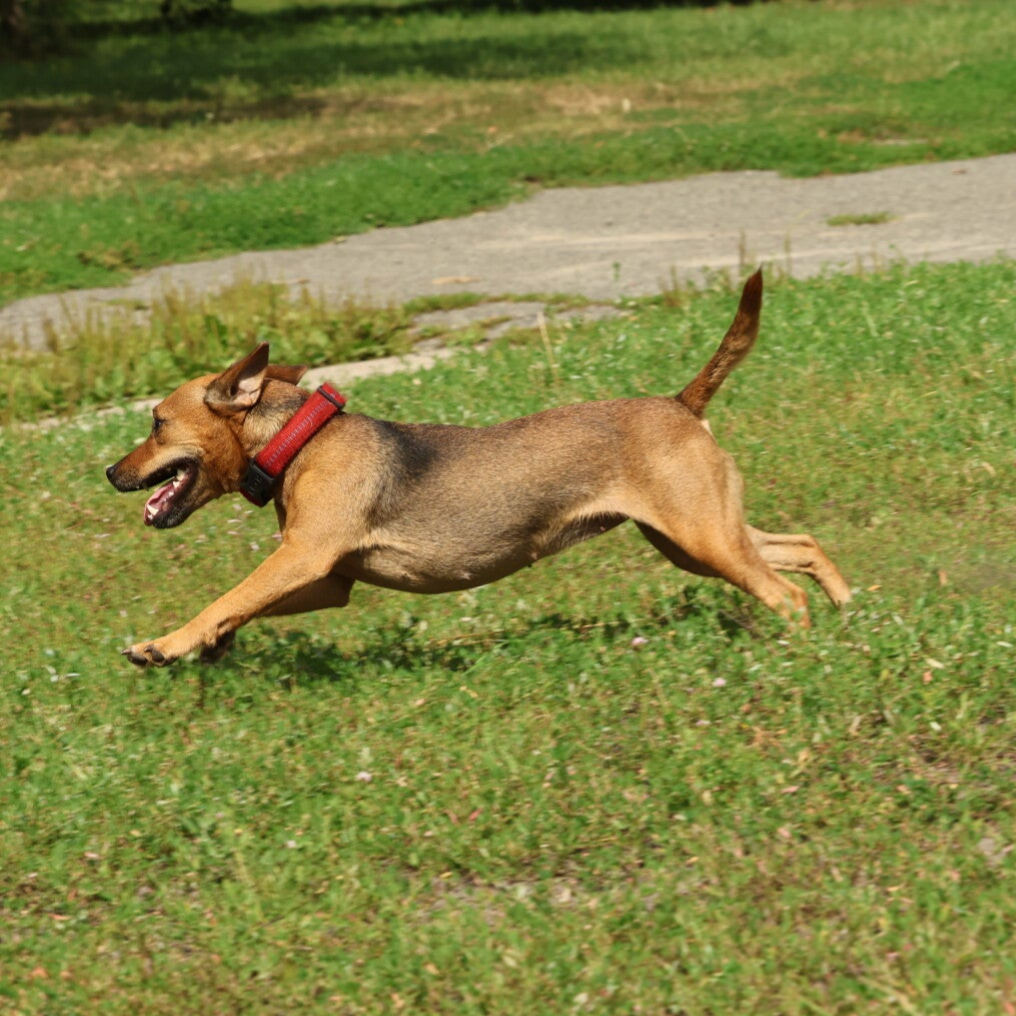 Bine´s Patterdale Alma