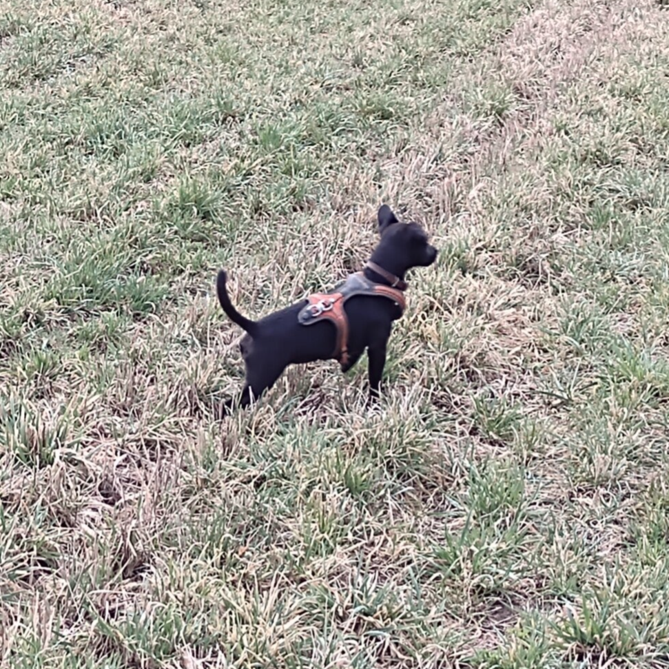 Bine´s Patterdale - Unsere Klärchen