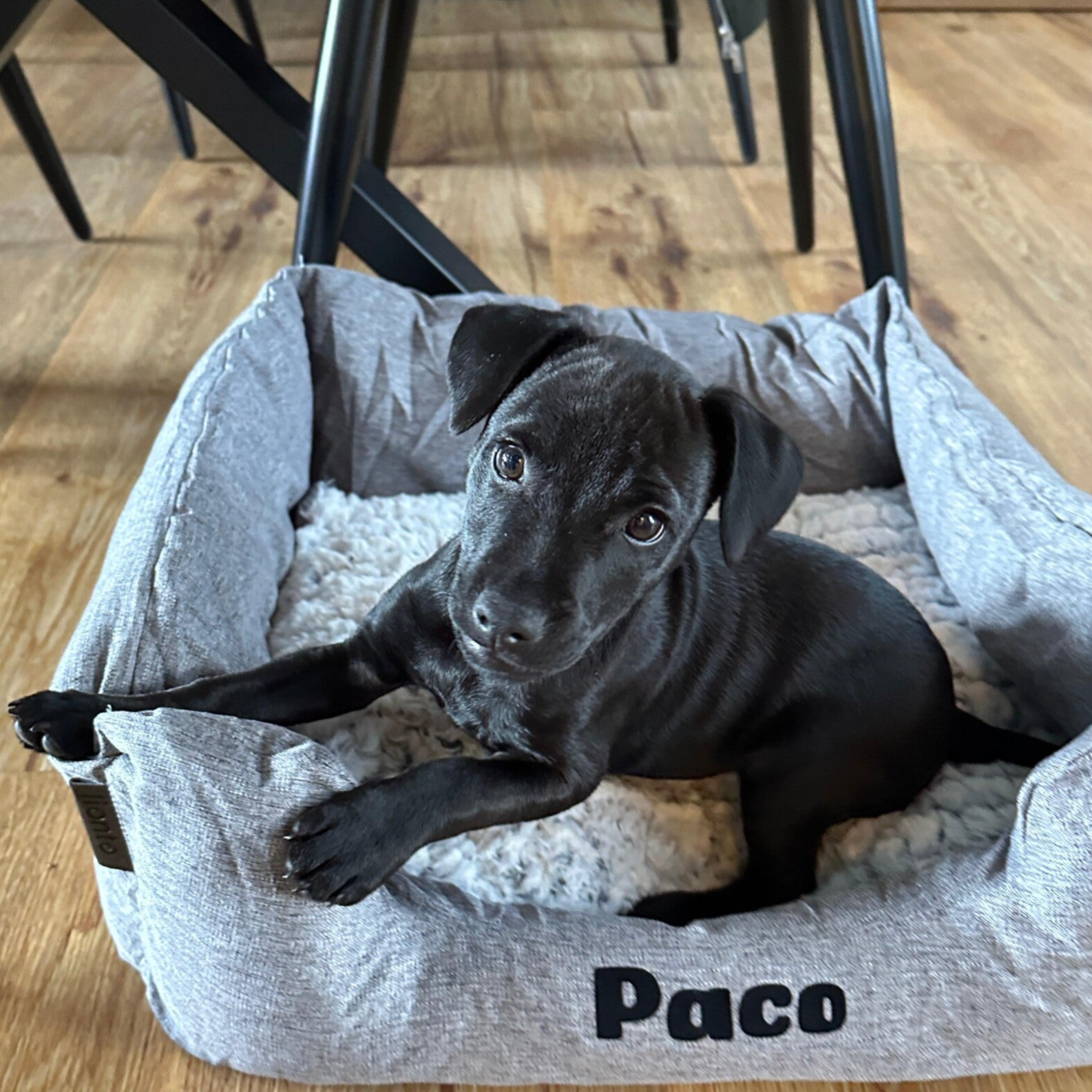 Bine´s Patterdale Arco