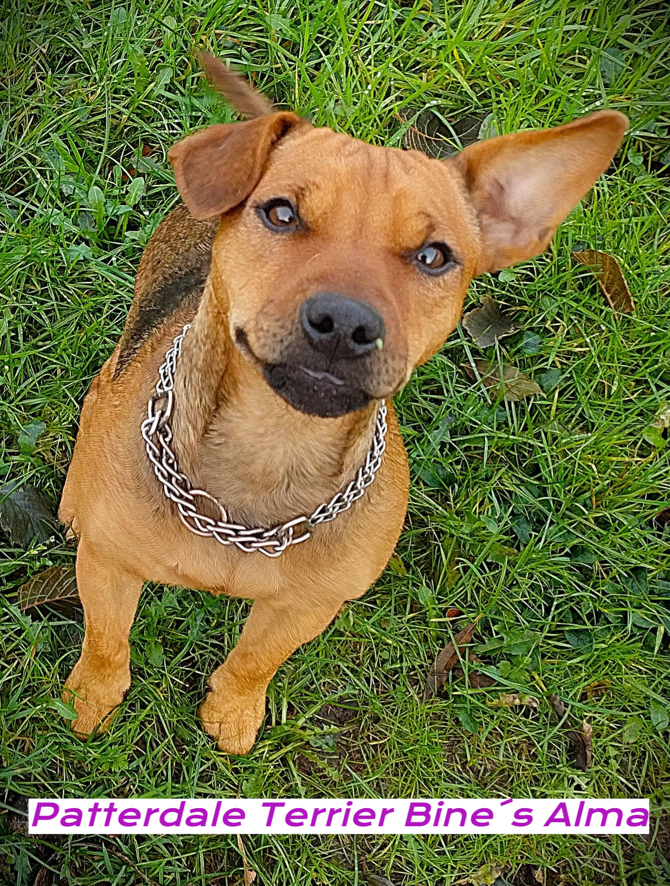 Bine´s Patterdale - Bine´s Alma