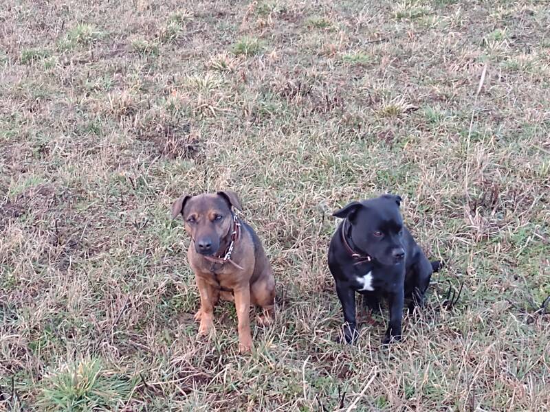Bine´s Patterdale - Patterdale Terrier Gundel + Ben