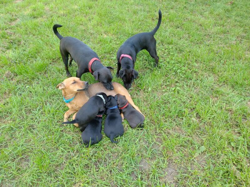 Bine´s Patterdale - Welpen Patterdale Terrier