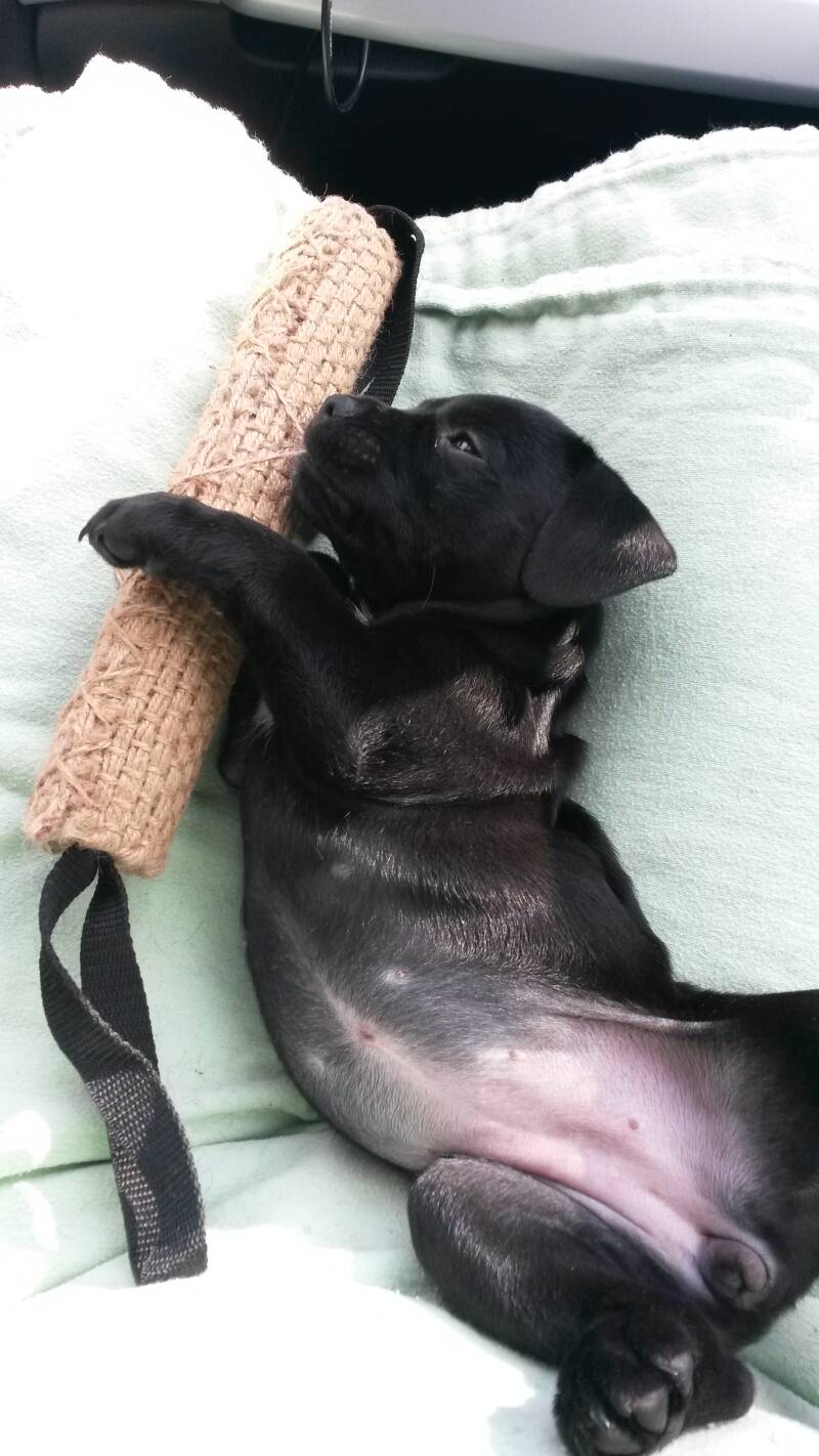 Bine´s Patterdale - Patterdale Terrier Gundel