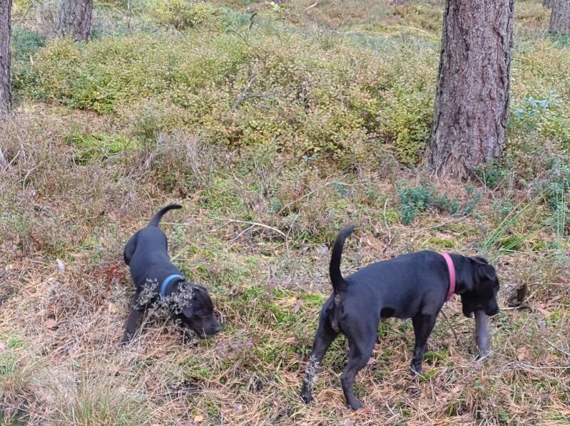 Bine´s Patterdale - Welpen Patterdale Terrier