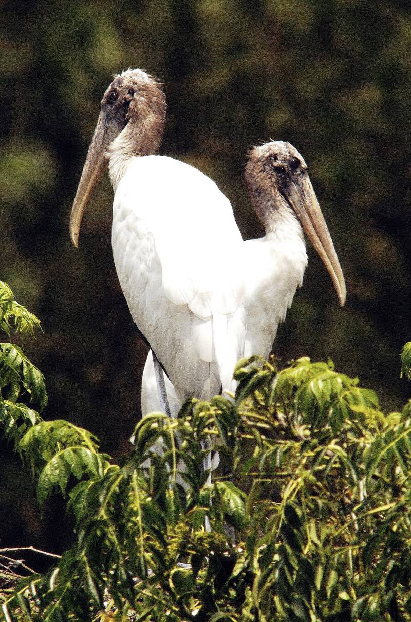 2-wood-storks-standard.jpg