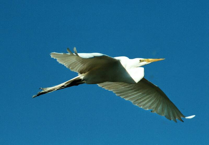 egret-flight-1-standard.jpg