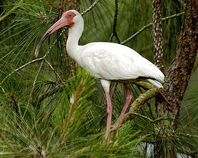 ibis-in-tree2-standard.jpg