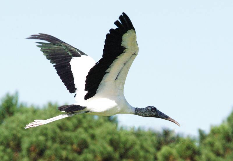 woodstork-flight-11x14-standard.jpg
