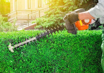 Hedge Trimming