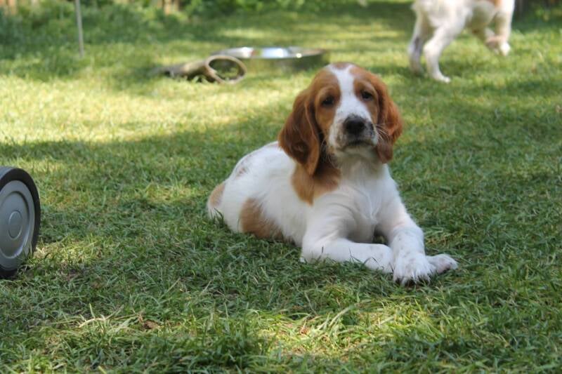 irish-red-and-white-setter-welpe-manuela-neller