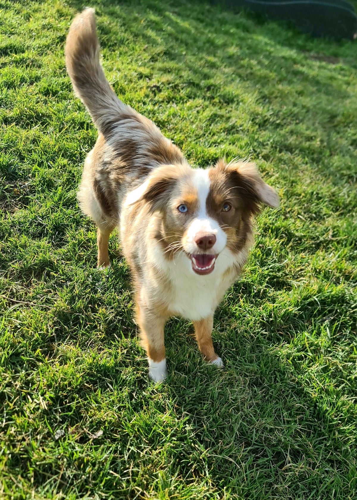 Der Toy / Mini Australian Shepherd / Hundezucht vom Farbenhof