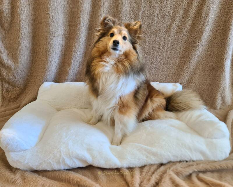 Shltie zobel weiß, braun rot weißes Fell, sitzt süß auf einem weißen Hundesofa