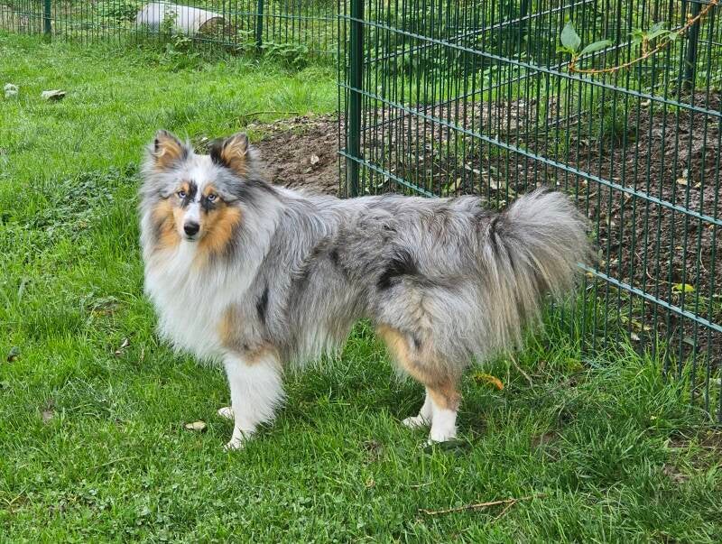 Ein blue merle Sheltie mit blauen Augen
