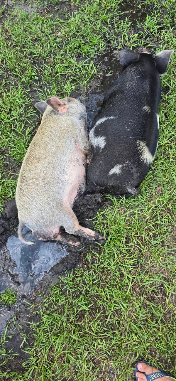 Kune kune breeding pair