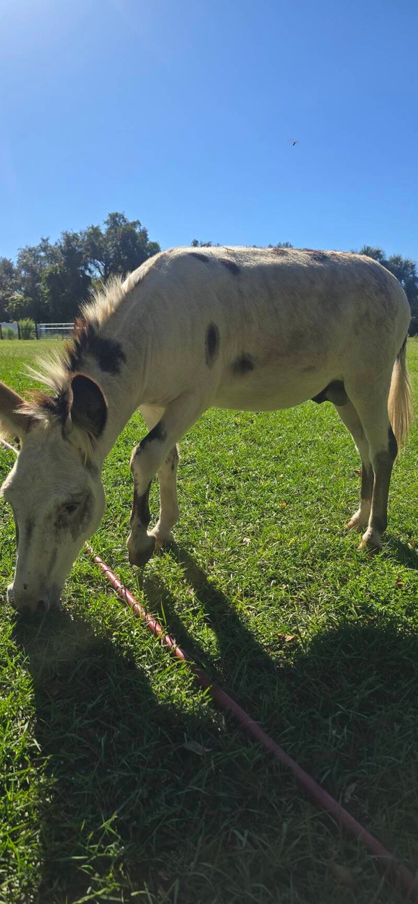 Miniature Paint Mal Donkey