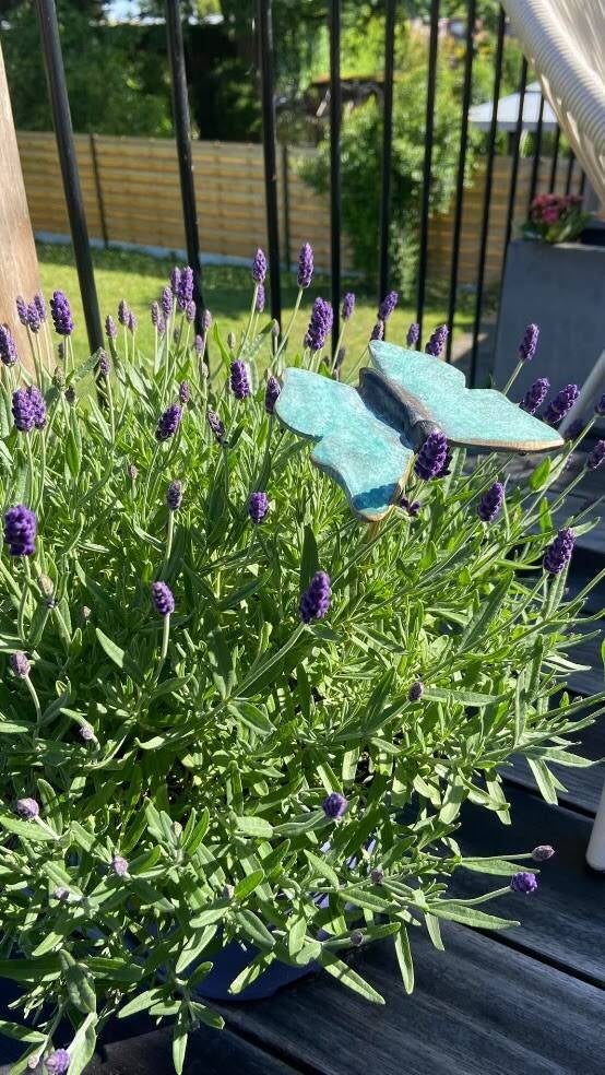 Small Butterfly