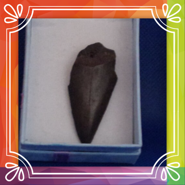 Fossilised Mako Shark Tooth