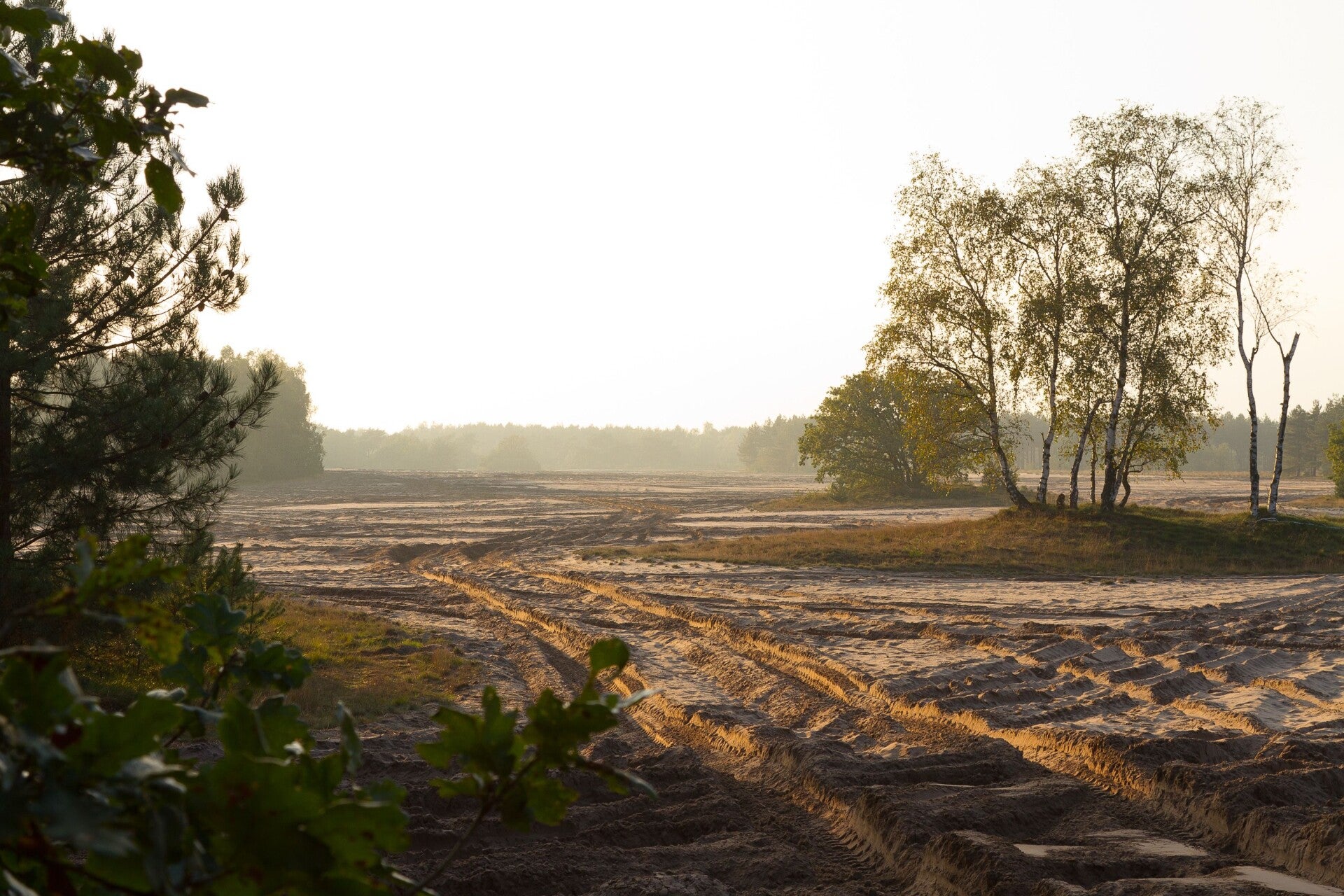 social trail: kampina en de kleine aa | www.trailrunnersbrabant.nl