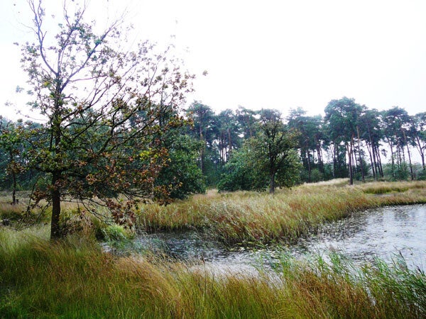 social trail: kampina en de kleine aa | www.trailrunnersbrabant.nl