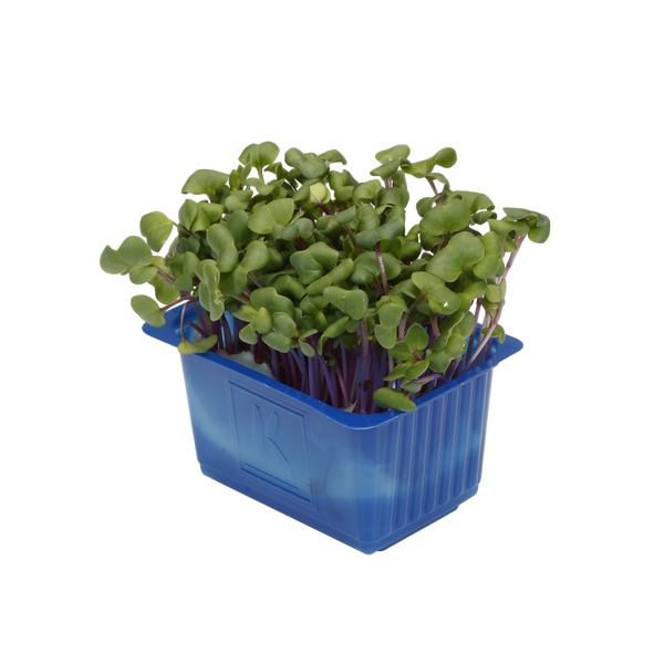 Chilli
